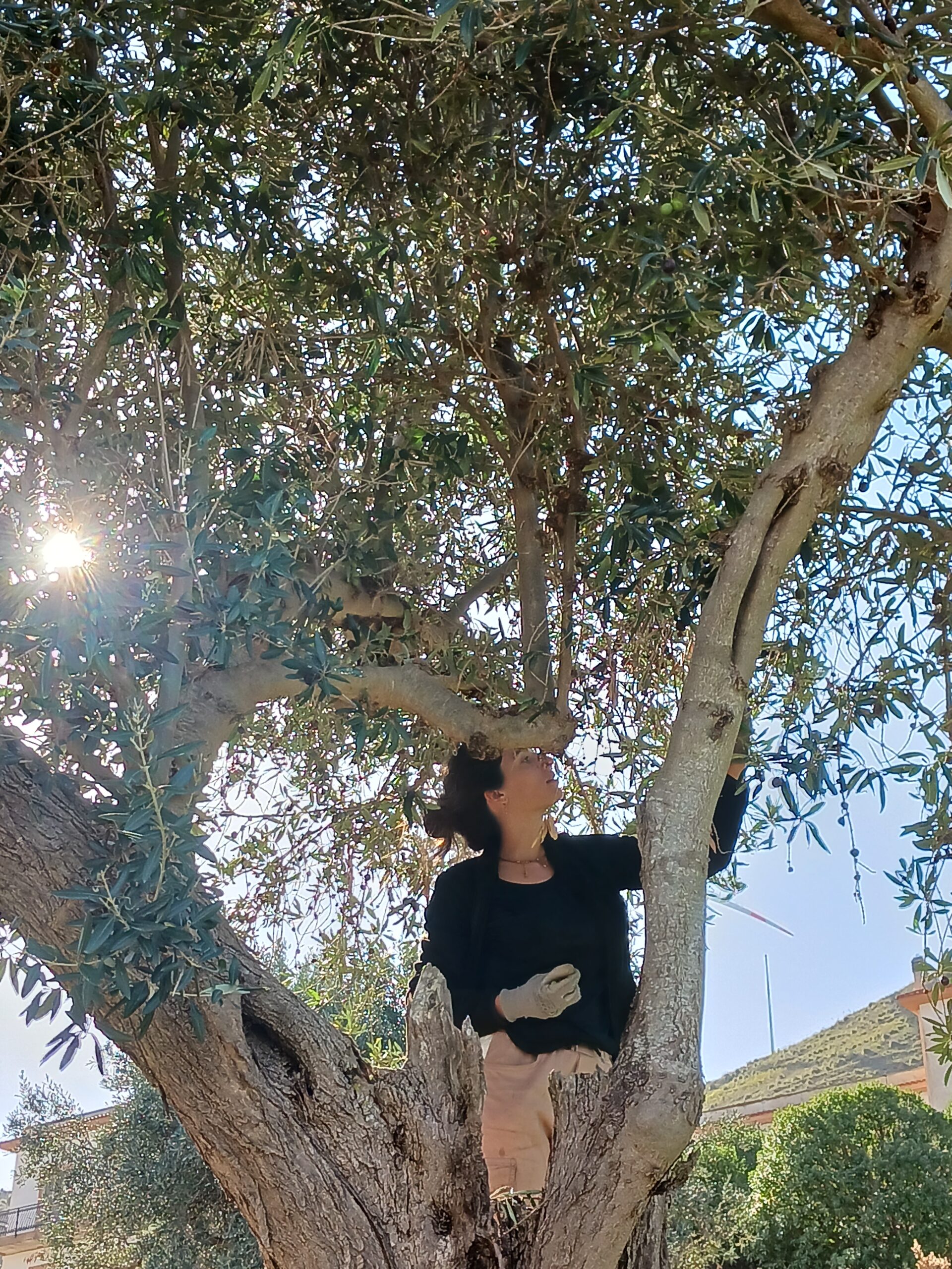 Persona tra i rami di un ulivo
