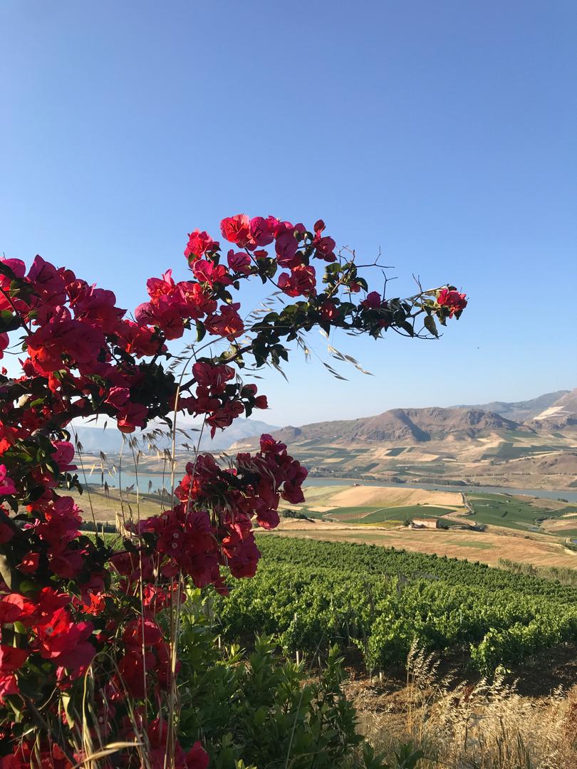 Panorama sulla valle con bouganville