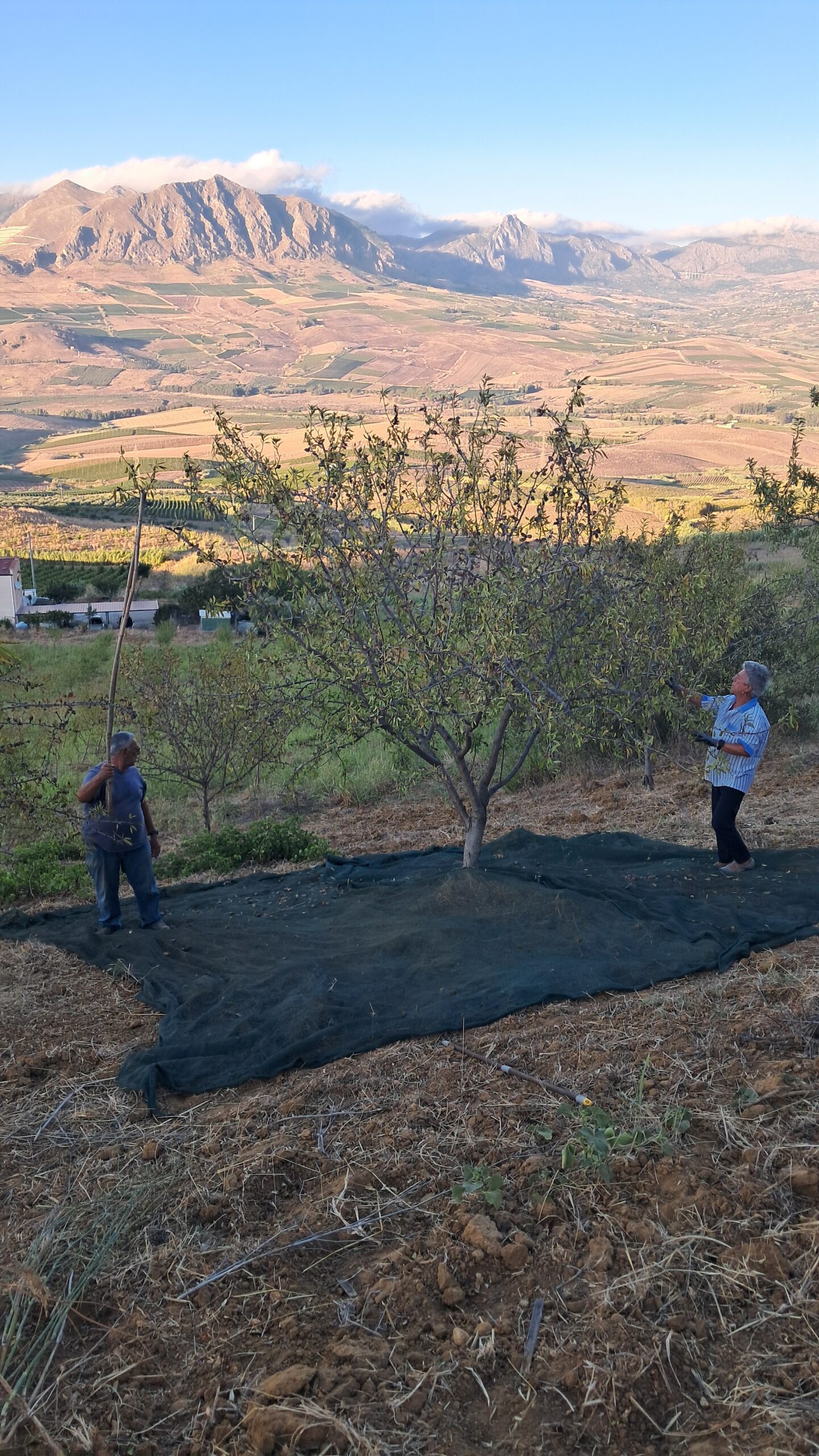 Raccolta stagionale in campagna con rete sotto un albero e panorama delle colline