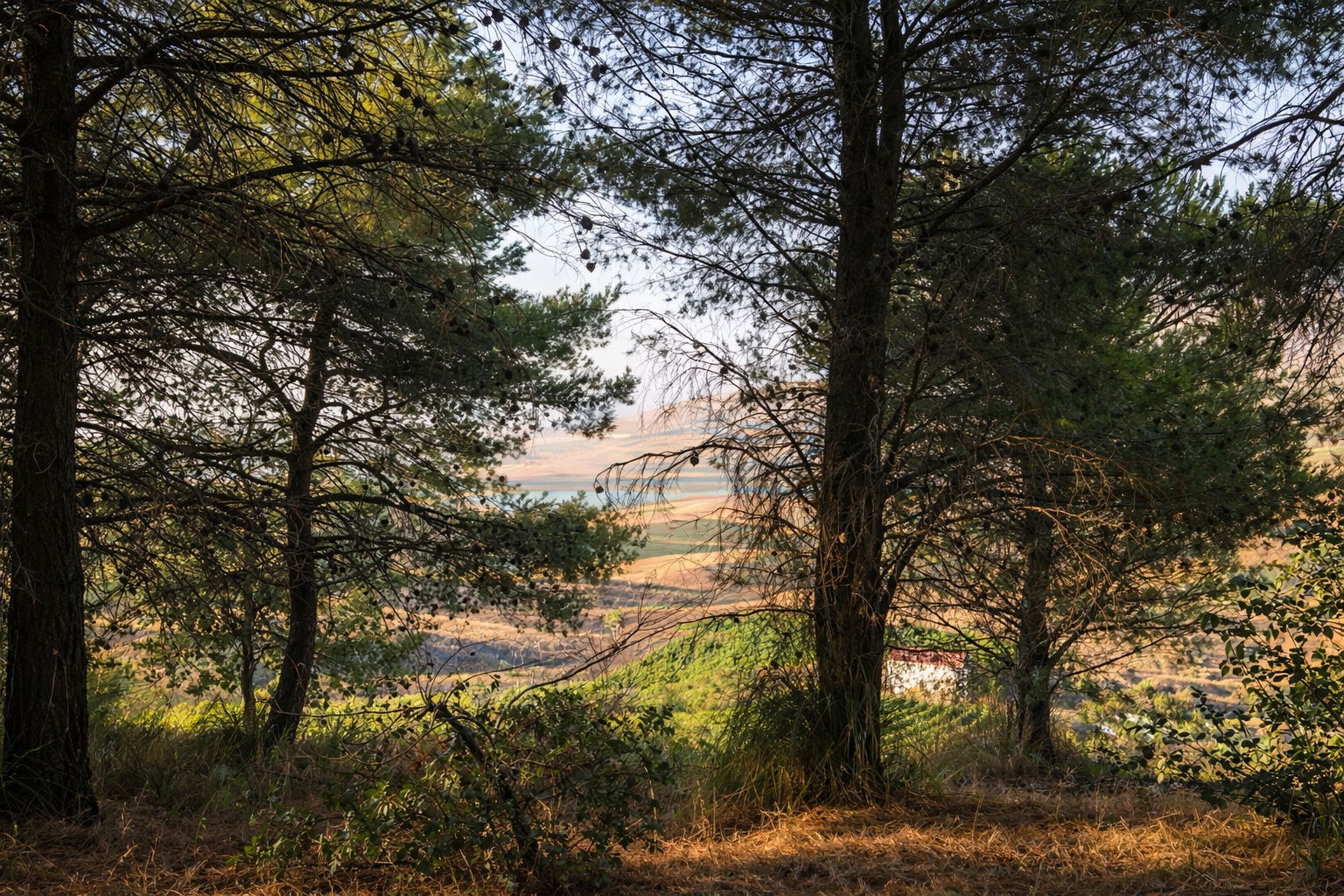 Il boschetto di Mariscò