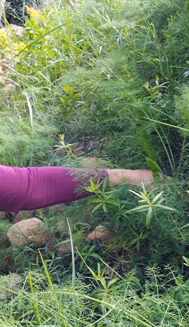 Esperienza rurale: raccolta di finocchietto selvatico