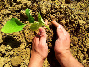 Mani che curano una giovane pianta durante un’attività della Fattoria Sociale Mariscò