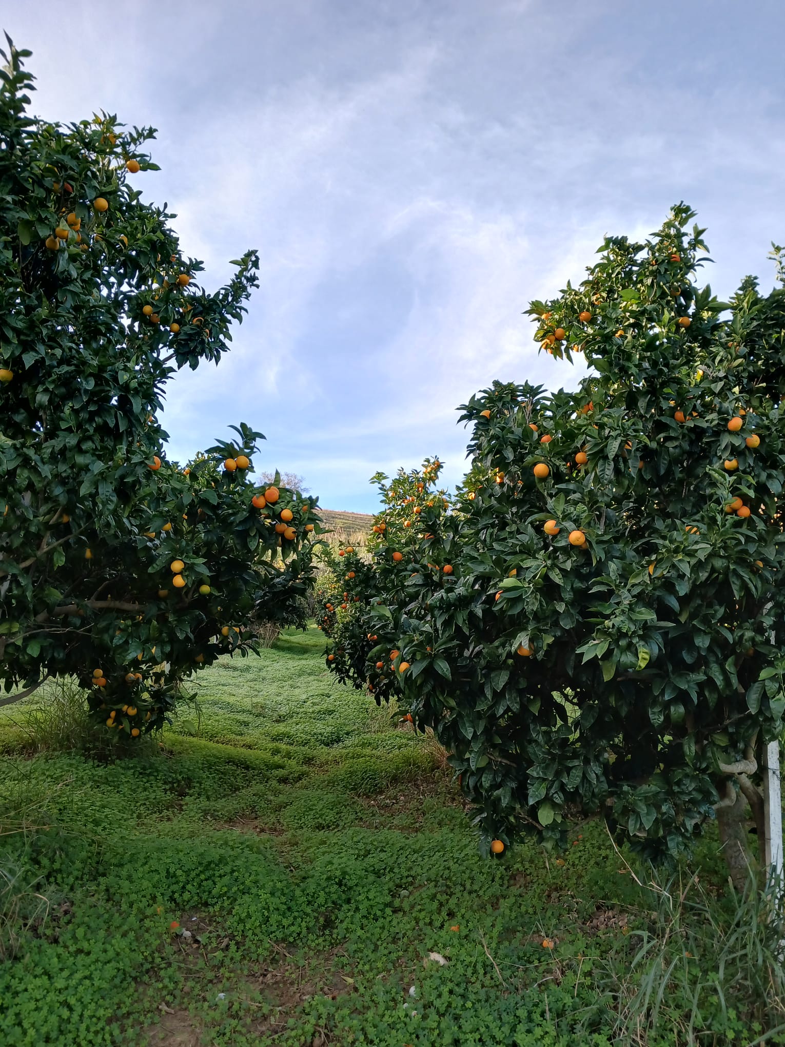 Sentiero verde tra gli agrumi a Mariscò