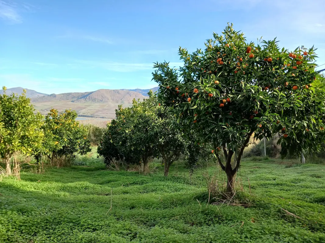 Orange trees at Mariscò in Sicily