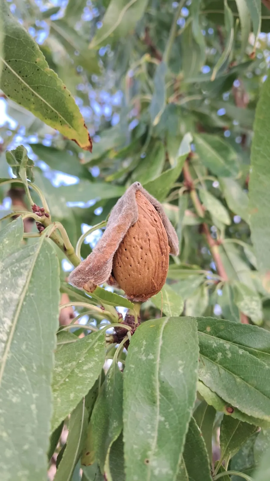 Wild almond harvest experience in Sicily