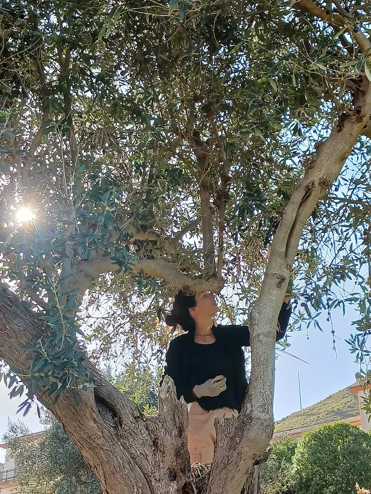 Olive harvesting experience at Mariscò
