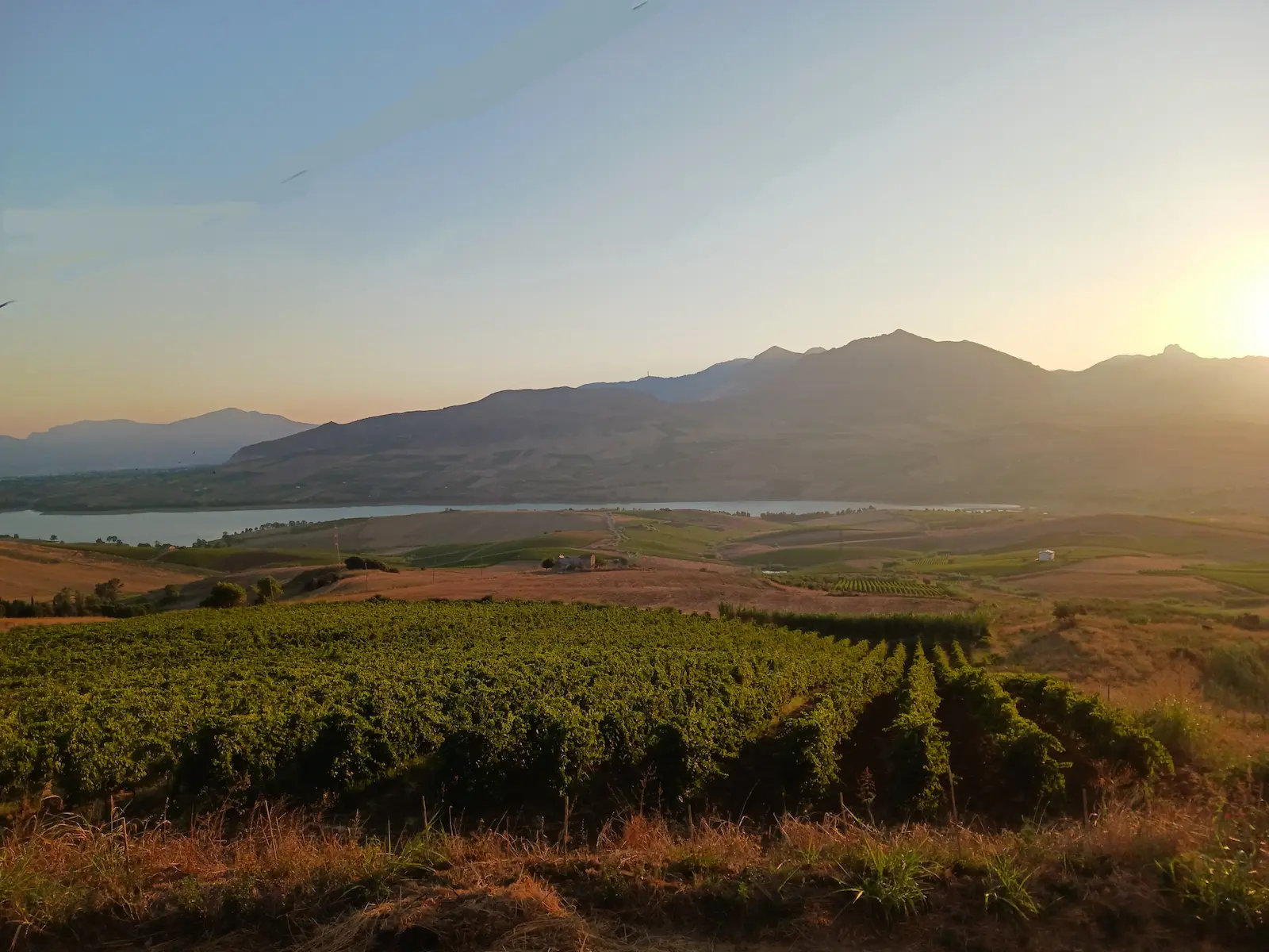 Vineyards and grape harvest season at Mariscò in Sicily